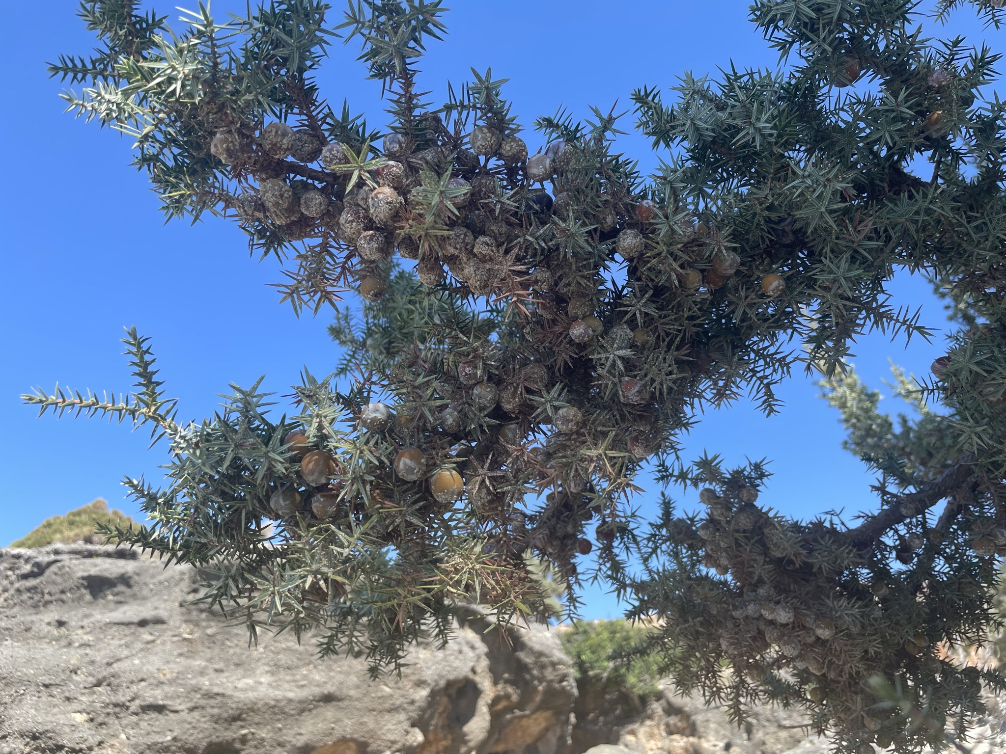 Kedrodasos is famous for its junipers.